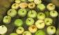 Пюре из яблок на зиму – рецепт без сахара для детей Яблочное пюре для детей без сахара